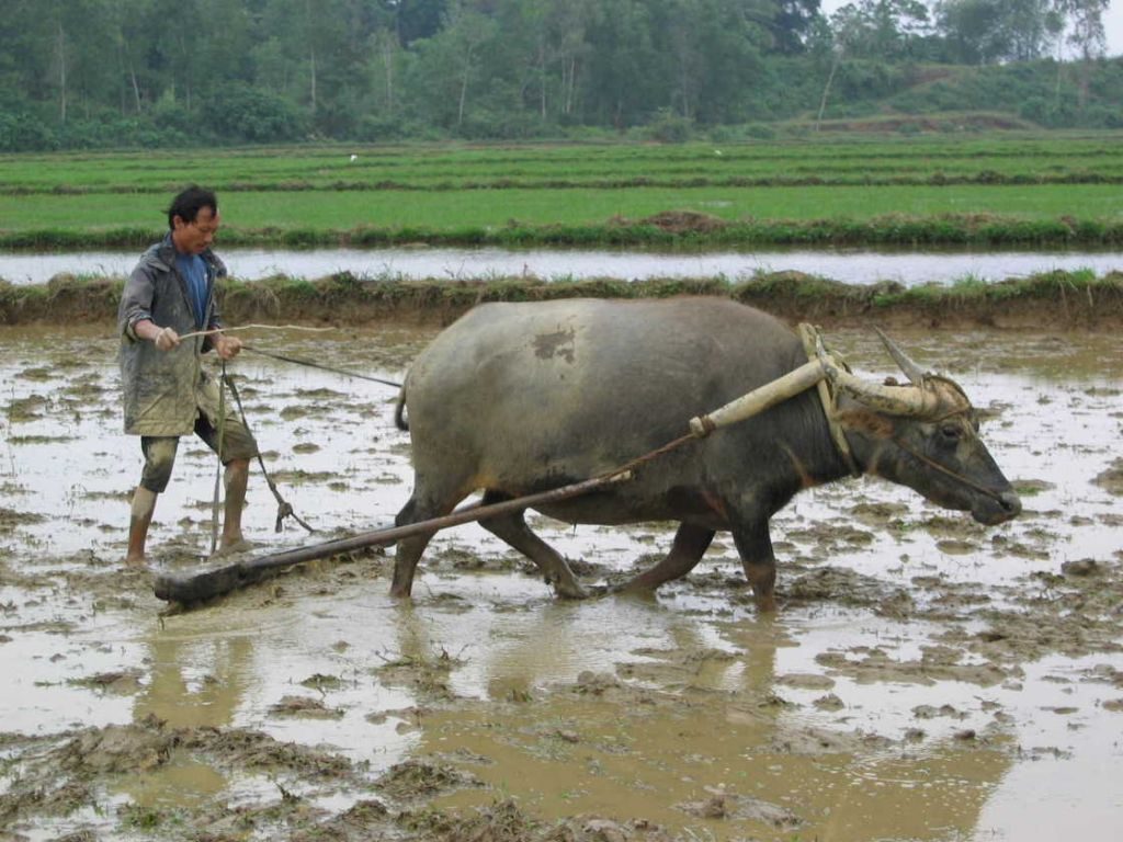 mo-thay-trau-dang-cay-ruong-1024x768-1