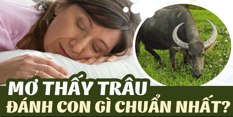 mo-thay-trau-danh-con-gi-chuan-nhat